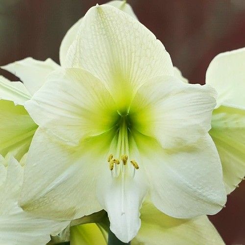 Amaryllis (Hippeastrum) Lemon Star Amarylia