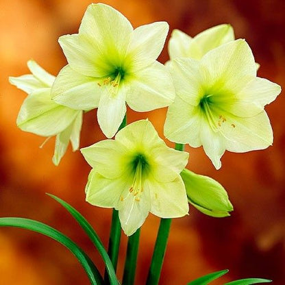 Amaryllis (Hippeastrum) Lemon Star Amarylia