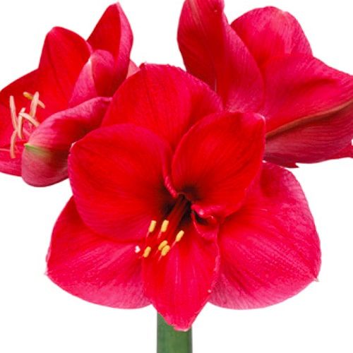 Amaryllis (Hippeastrum) Lilac Favourite Amarylia