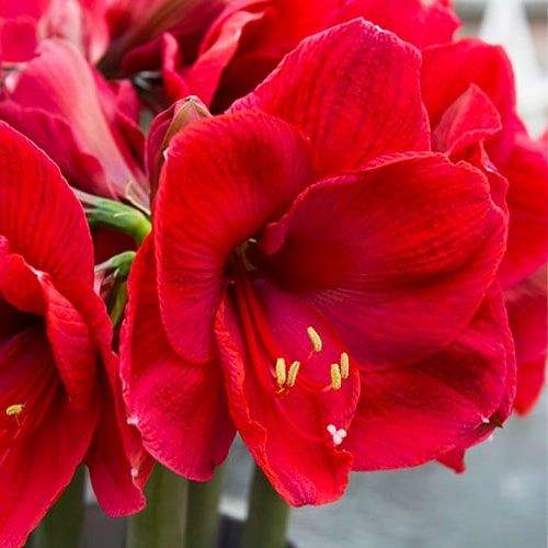 Amaryllis (Hippeastrum) Lilac Favourite Amarylia