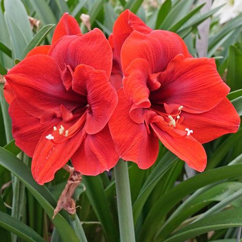 Amaryllis (Hippeastrum) Lion King Amarylia