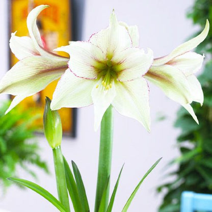 Amaryllis (Hippeastrum) Magic Green Amarylia