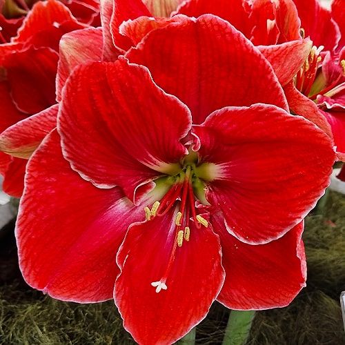 Amaryllis (Hippeastrum) Magical Touch Amarylia