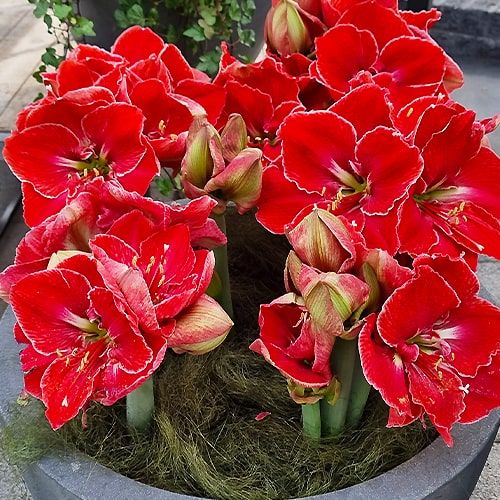 Amaryllis (Hippeastrum) Magical Touch Amarylia