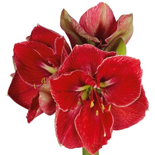 Amaryllis (Hippeastrum) Magical Touch Amarylia