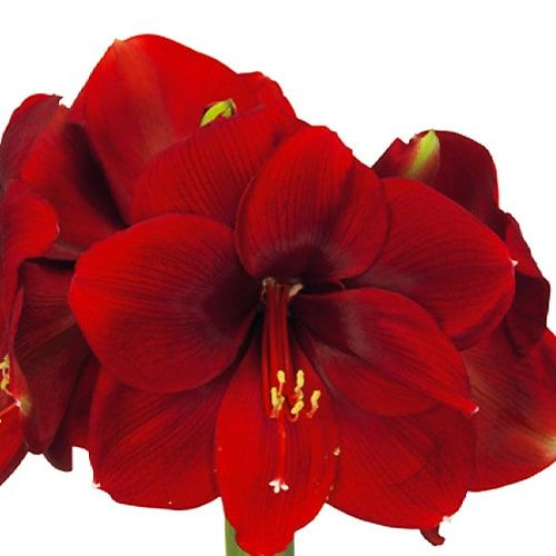 Amaryllis (Hippeastrum) Magnum Amarylia