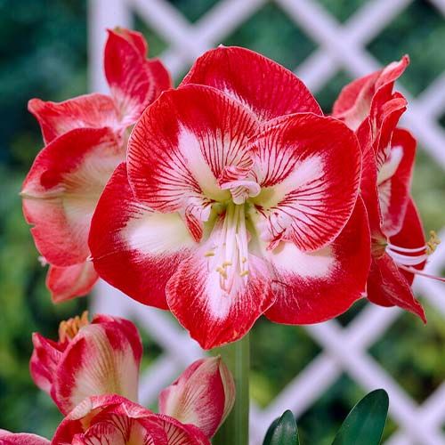 Amaryllis (Hippeastrum) Mambo Amarylia