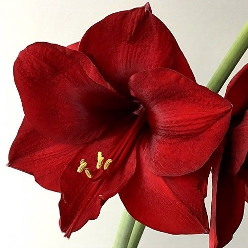 Amaryllis (Hippeastrum) Mandela Amarylia