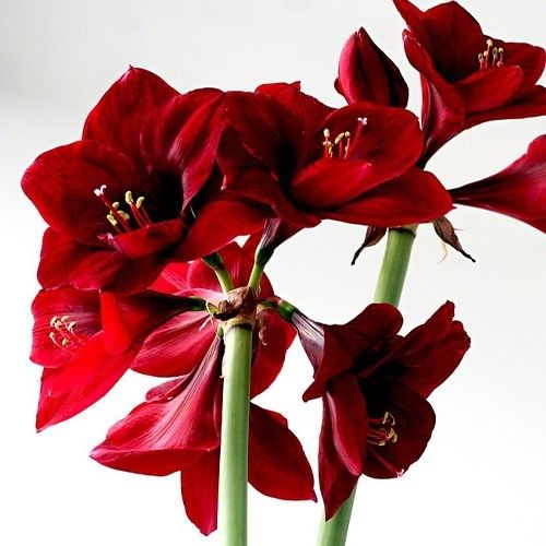 Amaryllis (Hippeastrum) Mandela Amarylia