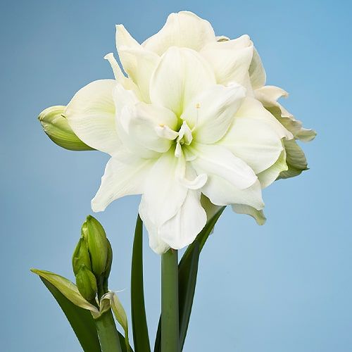 Amaryllis (Hippeastrum) Marilyn Amarylia