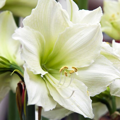 Amaryllis (Hippeastrum) Matterhorn Amarylia