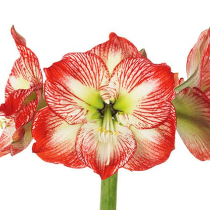 Amaryllis/Hippeastrum Megastar Amarylia