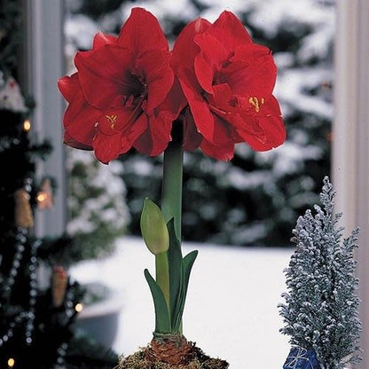 Amaryllis (Hippeastrum) Merry Xmas Amarylia