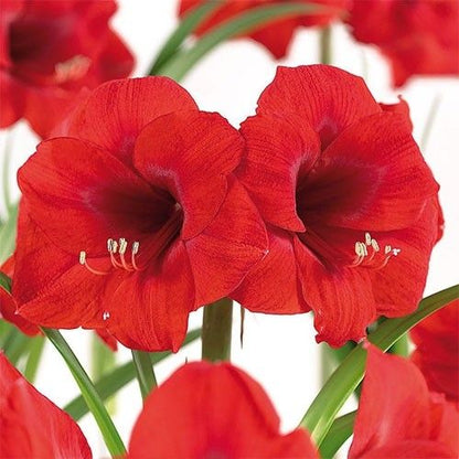 Amaryllis (Hippeastrum) Merry Xmas Amarylia