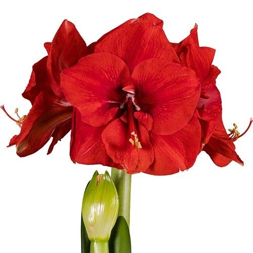 Amaryllis (Hippeastrum) Merry Xmas Amarylia