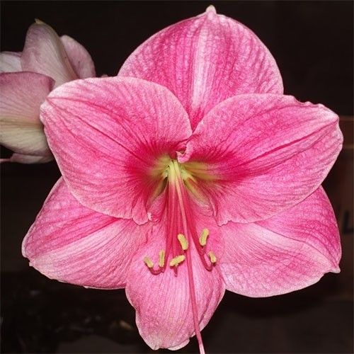 Amaryllis (Hippeastrum) Milady Amarylia