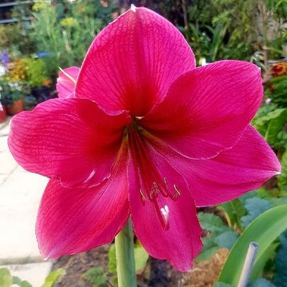 Amaryllis (Hippeastrum) Milady Amarylia