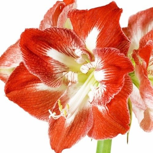 Amaryllis (Hippeastrum) Minerva Amarylia