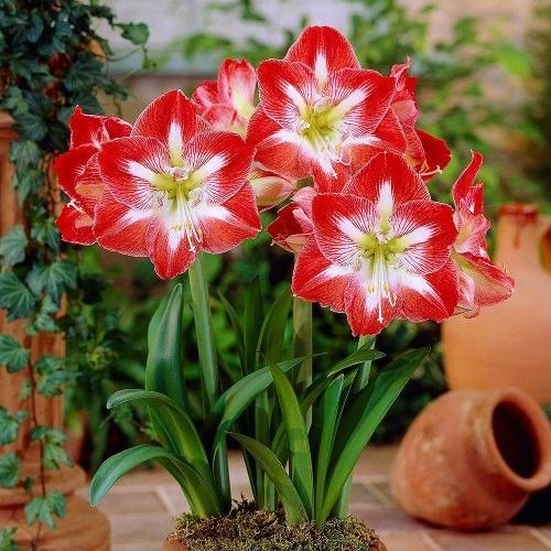 Amaryllis (Hippeastrum) Minerva Amarylia