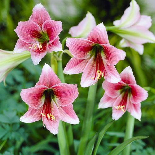 Amaryllis (Hippeastrum) Misty Amarylia