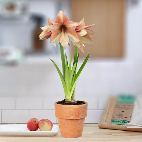 Amaryllis (Hippeastrum) Mocca Amarylia