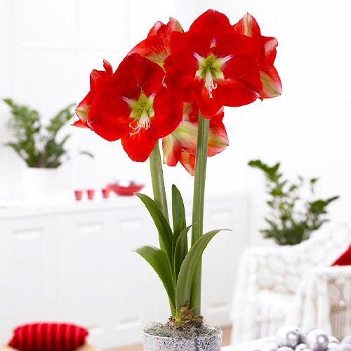 Amaryllis (Hippeastrum) Monaco Amarylia