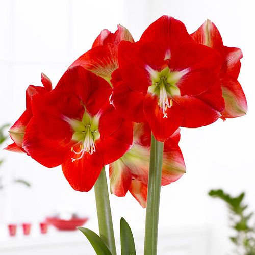 Amaryllis (Hippeastrum) Monaco Amarylia