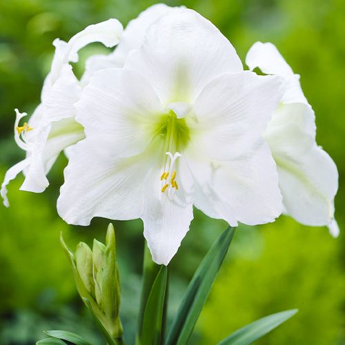 Amaryllis (Hippeastrum) Mont Blanc Amarylia