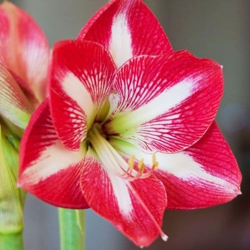 Amaryllis (Hippeastrum) Monte Carlo Amarylia