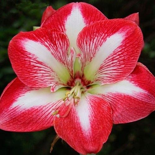 Amaryllis (Hippeastrum) Monte Carlo Amarylia