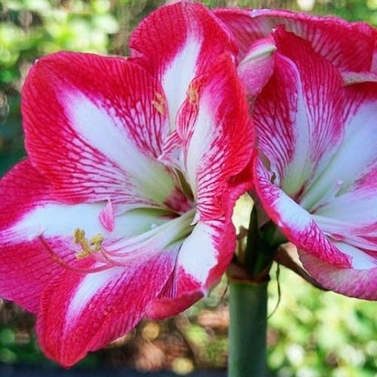 Amaryllis (Hippeastrum) Monte Carlo Amarylia