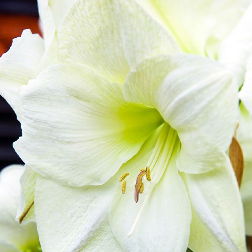 Amaryllis (Hippeastrum) Moscow Amarylia