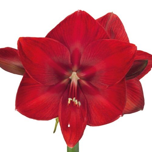 Amaryllis (Hippeastrum) Moulin Rouge Amarylia