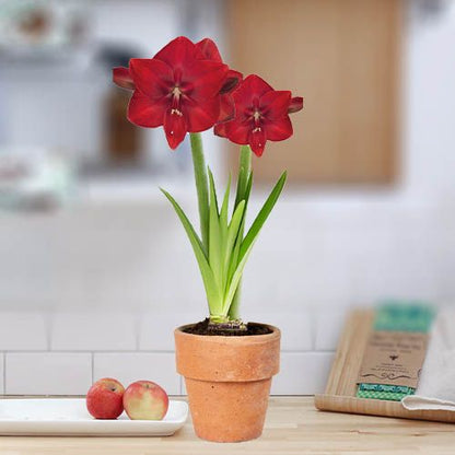 Amaryllis (Hippeastrum) Mouling Rouge Amarylia