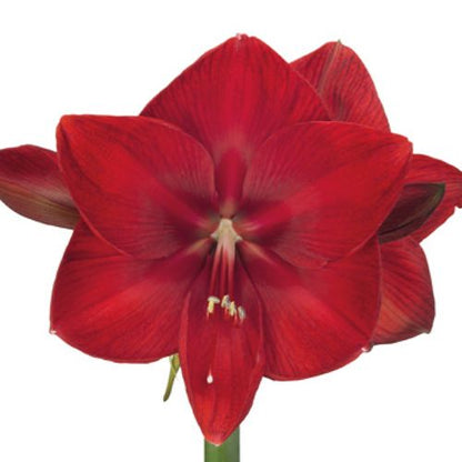 Amaryllis (Hippeastrum) Mouling Rouge Amarylia