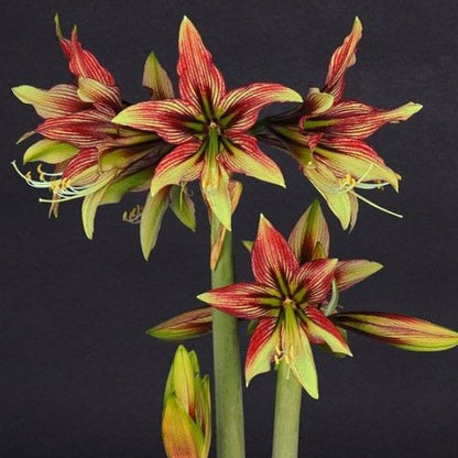 Amaryllis (Hippeastrum) Mystica Amarylia