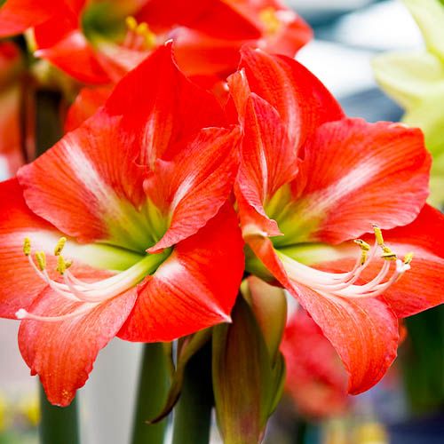 Amaryllis (Hippeastrum) Nagano Amarylia