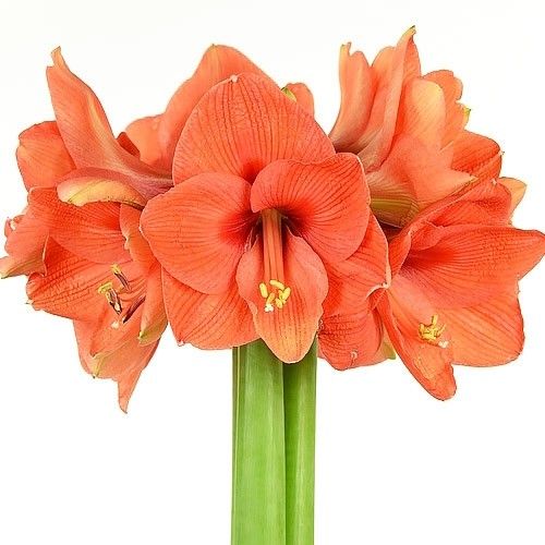 Amaryllis (Hippeastrum) Naranja Amarylia