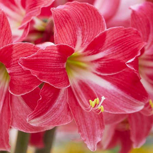 Amaryllis (Hippeastrum) Neon Amarylia