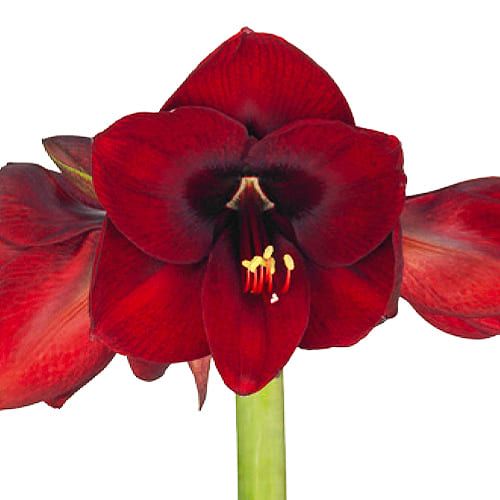 Amaryllis (Hippeastrum) Night Fever Amarylia