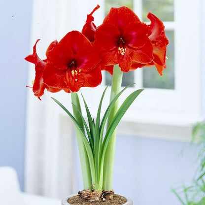 Amaryllis (Hippeastrum) Olaf Amarylia