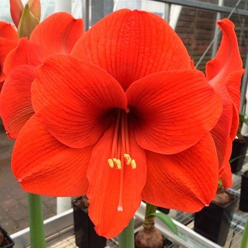 Amaryllis (Hippeastrum) Orange Souvereign Amarylia