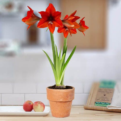 Amaryllis (Hippeastrum) Orangina Amarylia