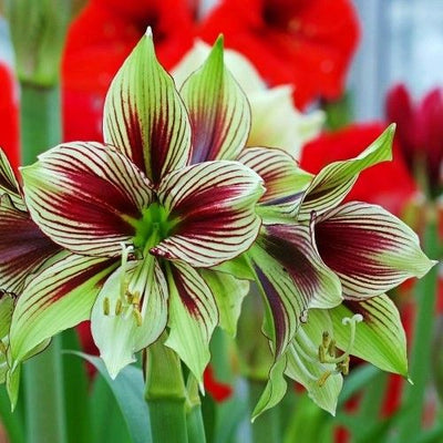 Amaryllis (Hippeastrum) Papilio