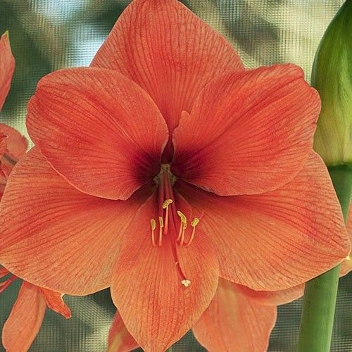 Amaryllis (Hippeastrum) Peach Melba Amarylia