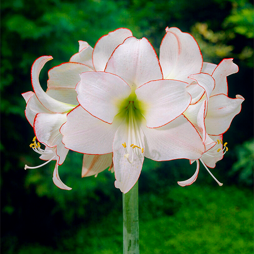 Amaryllis (Hippeastrum) Picotee Amarylia