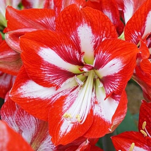 Amaryllis (Hippeastrum) Pierrot Amarylia