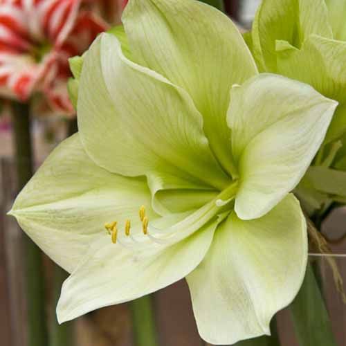 Amaryllis (Hippeastrum) Pina Colada Amarylia