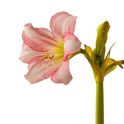 Amaryllis (Hippeastrum) Pink Beauty Amarylia