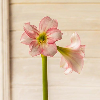 Amaryllis (Hippeastrum) Pink Beauty Amarylia